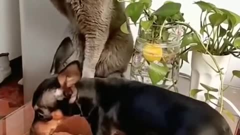 cat harassing this poor dog 😐😁😂 🤦‍♂️ 😺 vs 🐶