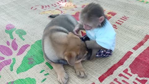 Cute puppy loves monkey but it scares monkey