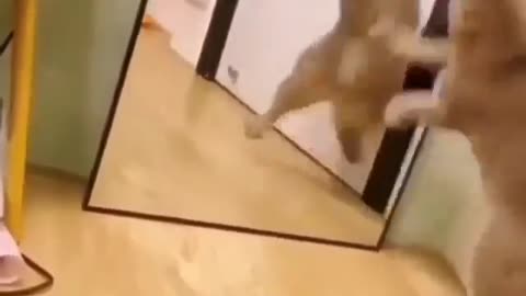 The cat is fighting with itself in the mirror