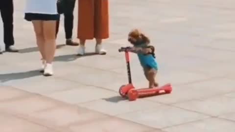 Smart dog skating in public