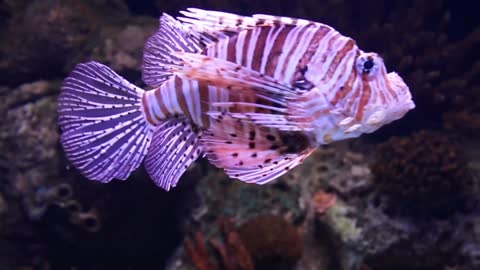 lion fish woow