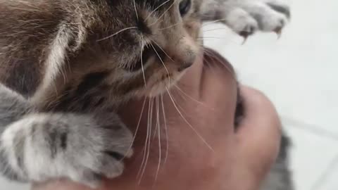 😻😻😻Cute fluffy baby tiger kitten meowing😻😻😻😻