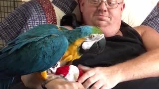 Charley blue and gold macaw plays with Santa hat