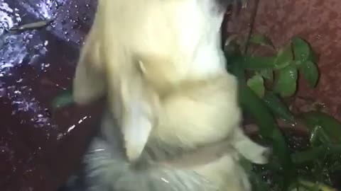 Dog trying to drink water