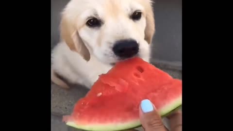 dog eating watermelon