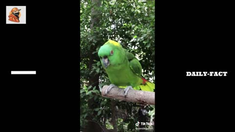 Funny and Cute Parrots Compilation - Pet Birds of TikTok Compilations 2021