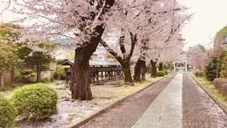 Cherry Blossom Trees Bloom in Saitama