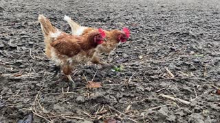 Comical chickens wear mud shoes