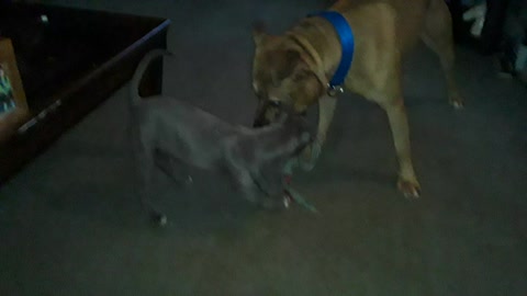 My two pit bull playing