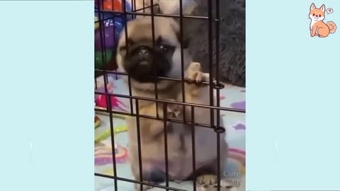 🤣Funny Dog Videos 2021🤣 🐶 It's time to LAUGH with Dog's life #1