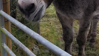 Donkey Likes Showing its Teeth