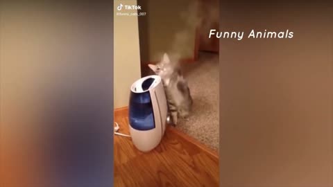 Best Funny Animal || Funny Cat 6/10