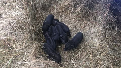 New Piglets on the homestead