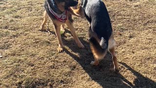 Two dogs wrestle