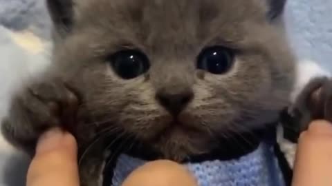 beautiful cute kitten