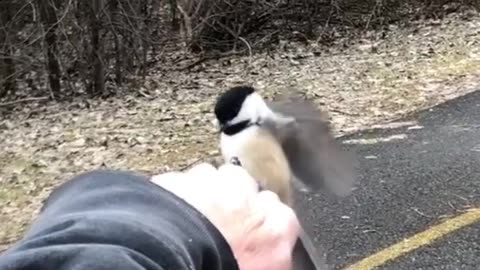 Me and the Black Capped Chickadee! ☺️🤗💚