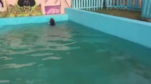 Cute dog swimming in pool with her friends