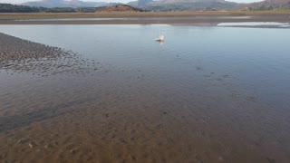 Team Work ..2 beautiful little dogs work together to retrieve tennis ball .