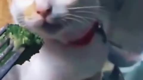 Cat vidieo funny reaction