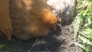 Chickens take dust bath!!