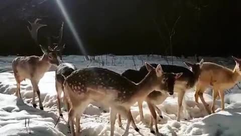 Deer and harem doe