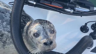Seal Climbs Aboard Boat Begging for Fish Scraps