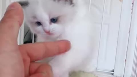 Cute pet catty