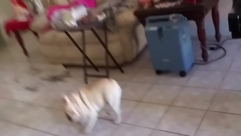 French Bulldog Meets a Mirror and Gets Mad