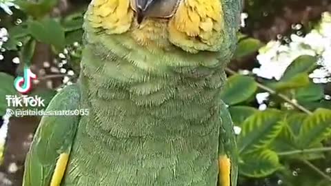 Papagaio falante tagarela