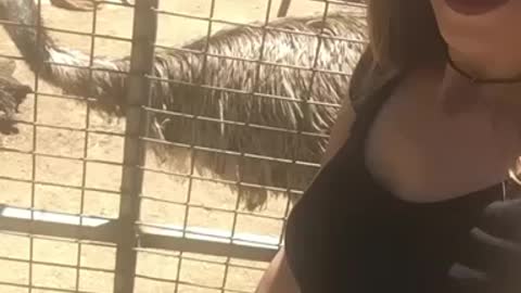 Australian Emus!
