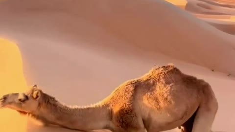 Comment monter à dos de chameau dans le désert