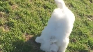Dog chases toy and faceplants