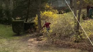 Black Oak Tree Falling