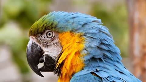 8K COLLECTION OF PARROT 🦜 WITH WILDS