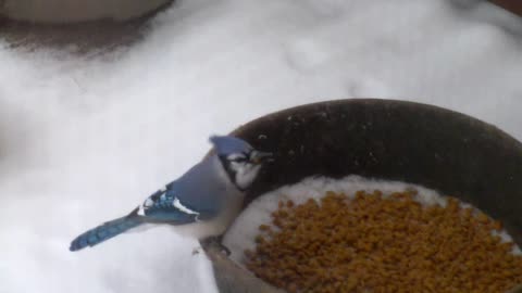 Bluejay enjoys snack on snowy day