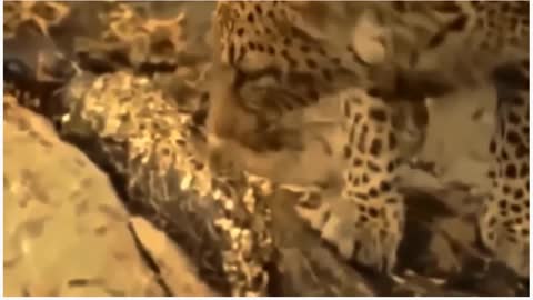 Big Mistake, Eagle Taunted Baby. Unexpected: Mother Leopard Fights and fails to save her son.