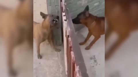 dogs fighting between the gate / dogs part 4