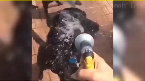 dog loves to play with water