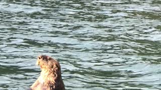 Sea Otter Swims by Boat Chewing Shells