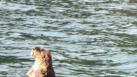 Sea Otter Swims by Boat Chewing Shells