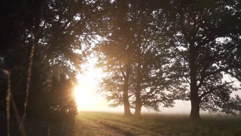 Background Nature Video good