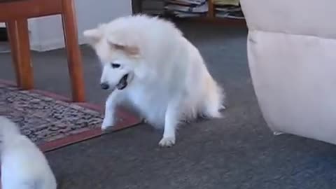 Japanese spitz puppies playing