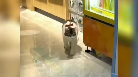 Funny ANIMALS videos😂Funniest CATS🐱 and DOGS🐶