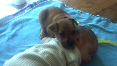 CACHORRO SE DUERME SOBRE BEBE