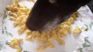 Dog enjoying breakfast