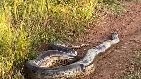 Roadside Anaconda Gets Rowdy