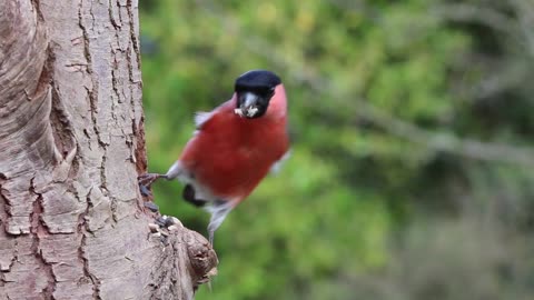 Bullfinch male bird