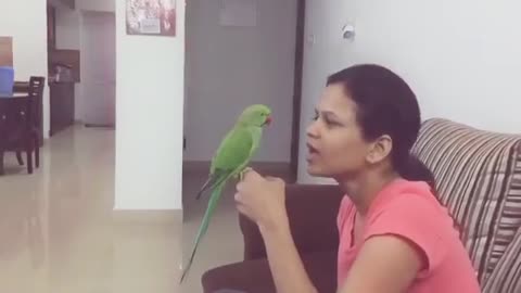 Funny Indian parrot Talking video | Interesting Arguement