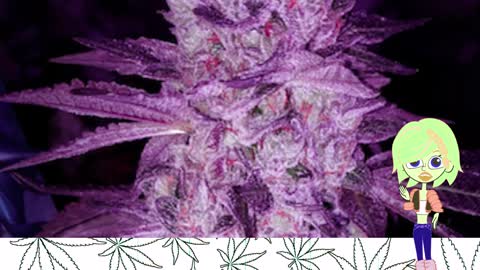 Purple Roze - Ethos Genetics