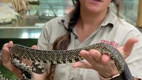 Don’t mess with a Kingsnake if you’re a Rattlesnake or you might just become it’s lunch